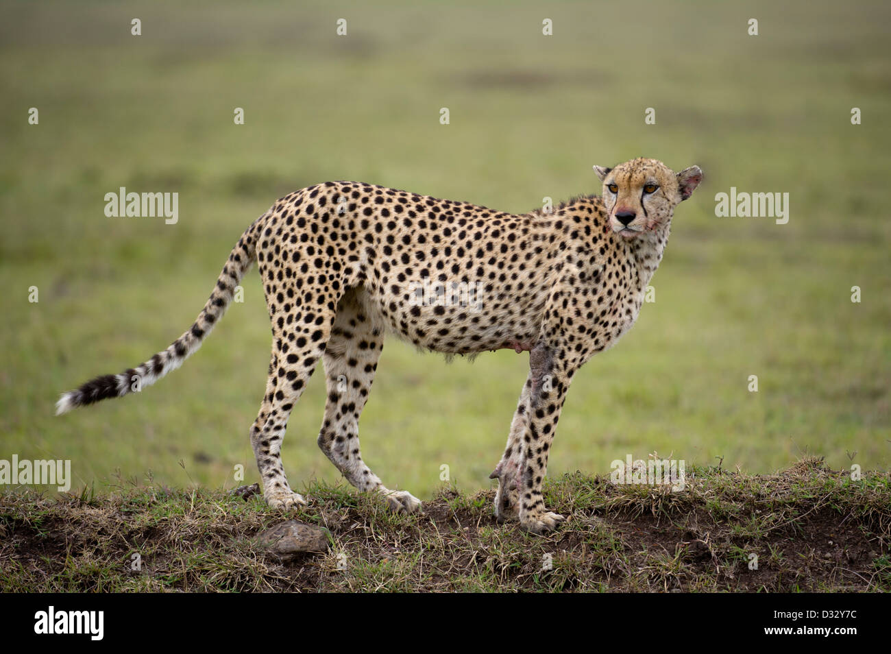 Le Guépard (Acinonyx jubatus), Maasai Mara National Reserve, Kenya Banque D'Images
