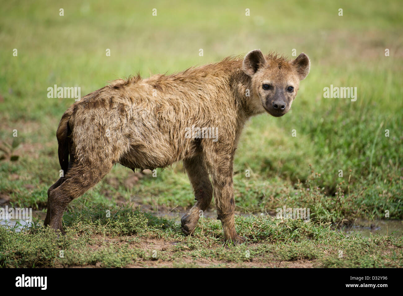 L'Hyène tachetée (Crocuta crocuta), Maasai Mara National Reserve, Kenya Banque D'Images
