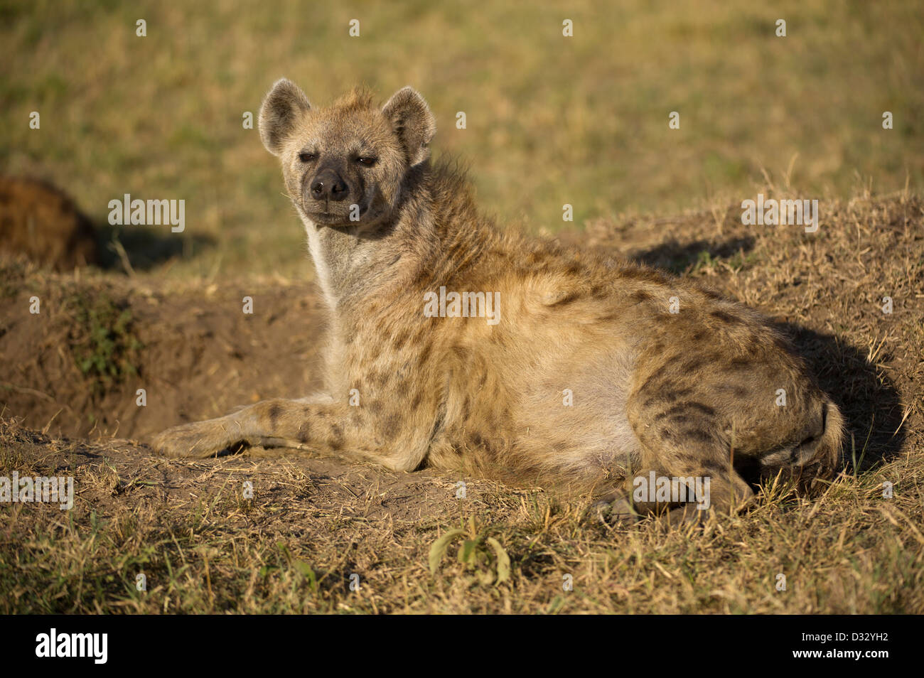 L'Hyène tachetée (Crocuta crocuta), Maasai Mara National Reserve, Kenya Banque D'Images