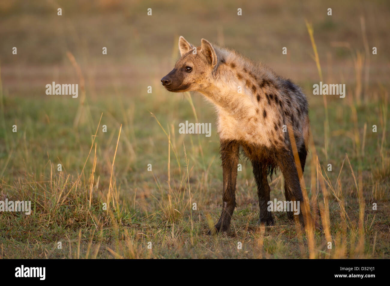 L'Hyène tachetée (Crocuta crocuta), Maasai Mara National Reserve, Kenya Banque D'Images