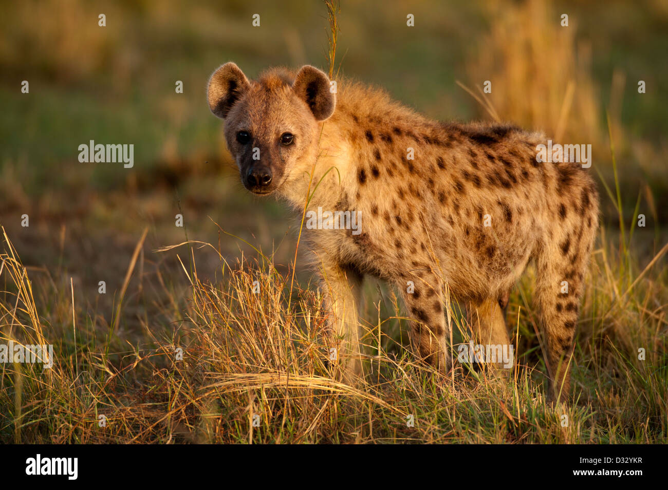 L'Hyène tachetée (Crocuta crocuta), Maasai Mara National Reserve, Kenya Banque D'Images