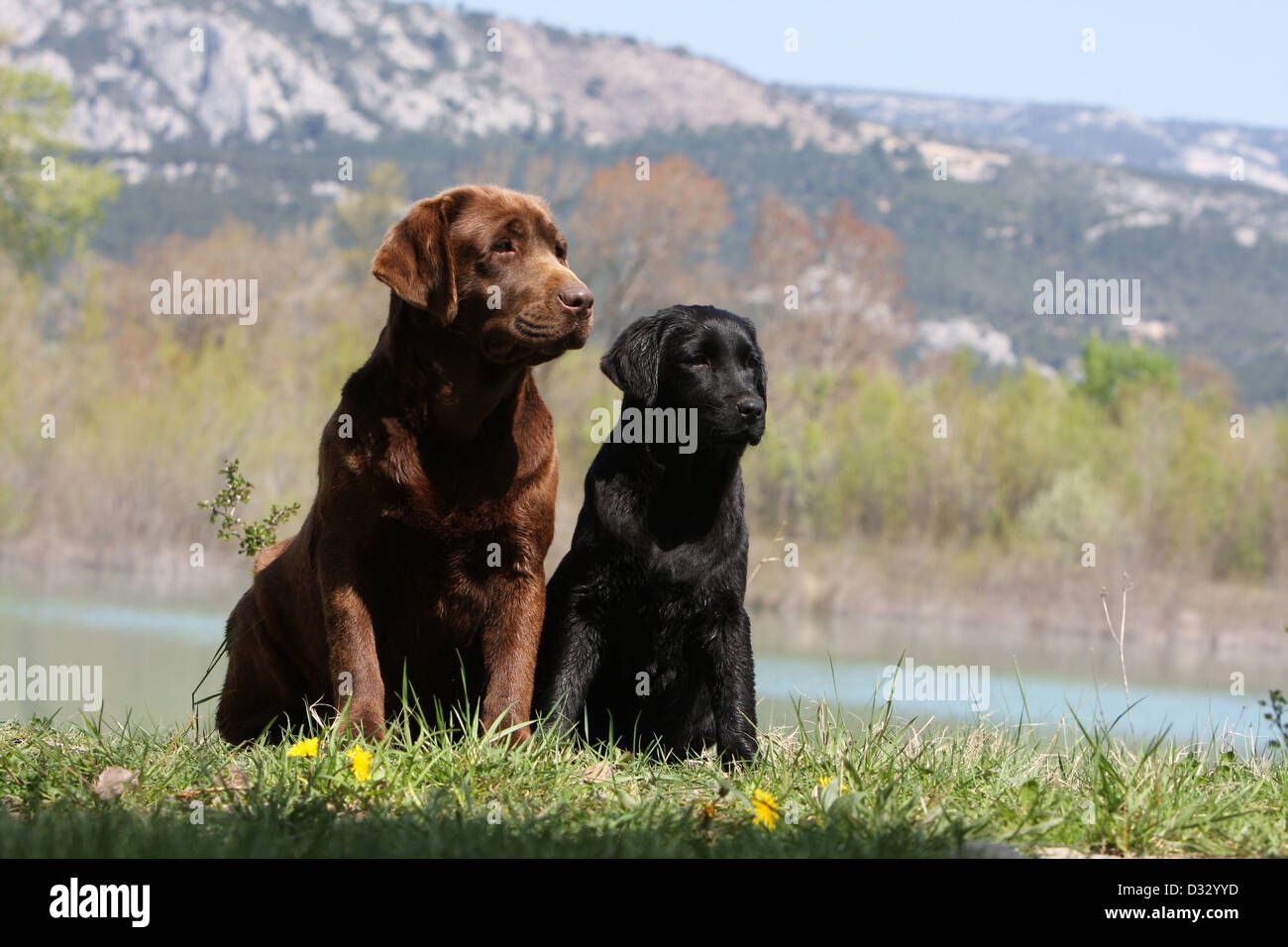 Chien Labrador Retriever adulte et chiot (chocolat noir) et assise sur le bord d'un lac Banque D'Images