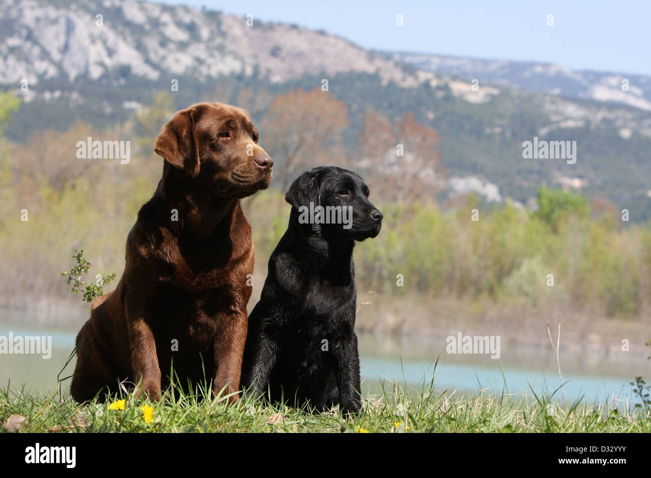 Chien Labrador Retriever adulte et chiot (chocolat noir) et assise sur le bord d'un lac Banque D'Images