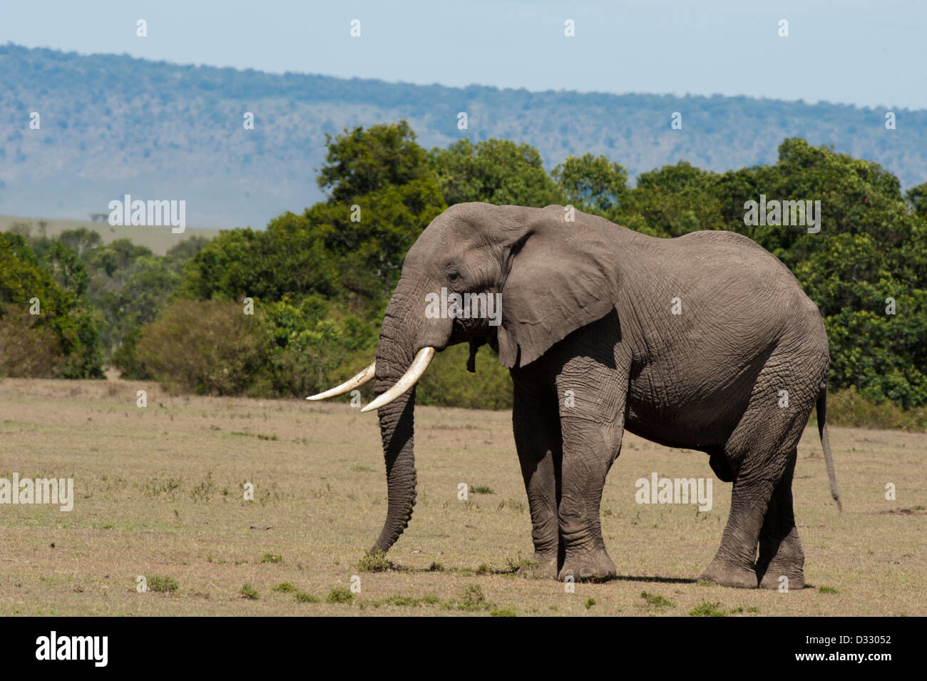 L'éléphant africain (Loxodonta africana africana), Maasai Mara National Reserve, Kenya Banque D'Images