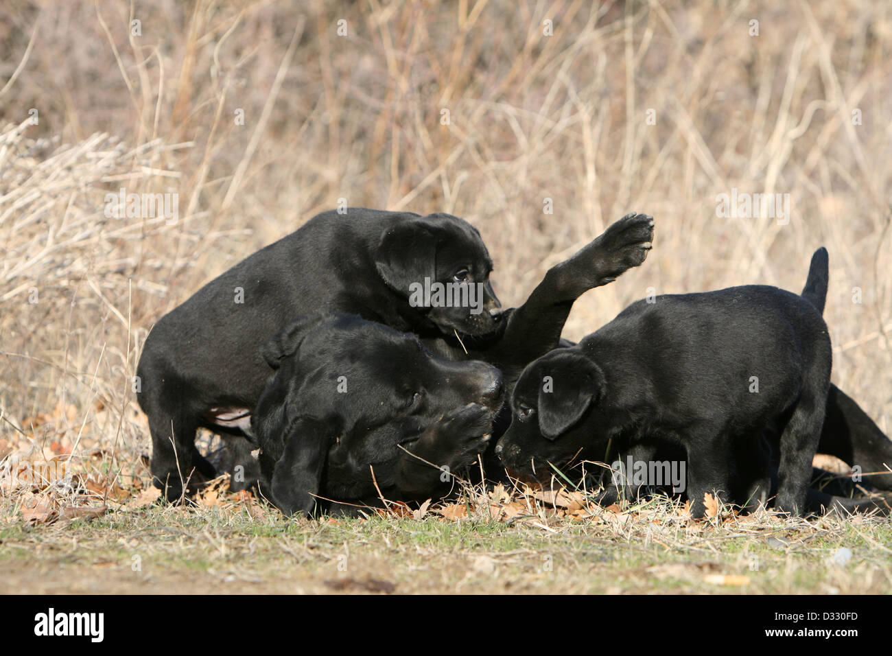 DDog Labrador Retriever chiots et adultes (noir) à l'affiche dans un pré Banque D'Images