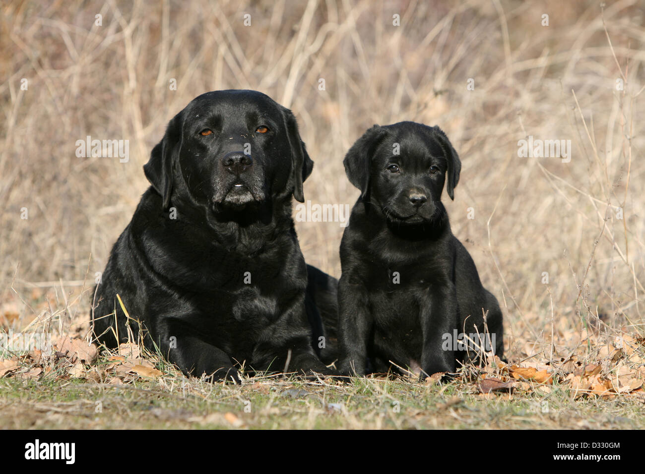 Chien Labrador Retriever adulte et chiot (noir) dans un pré Photo Stock -  Alamy