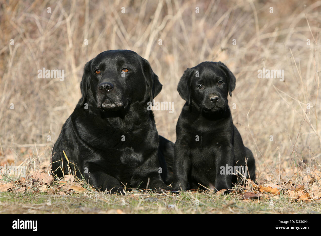 Chien Labrador Retriever adulte et chiot (noir) dans un pré Banque D'Images