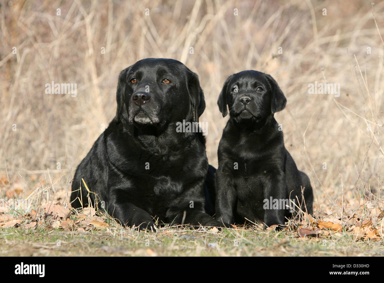 Chien Labrador Retriever adulte et chiot (noir) dans un pré Banque D'Images