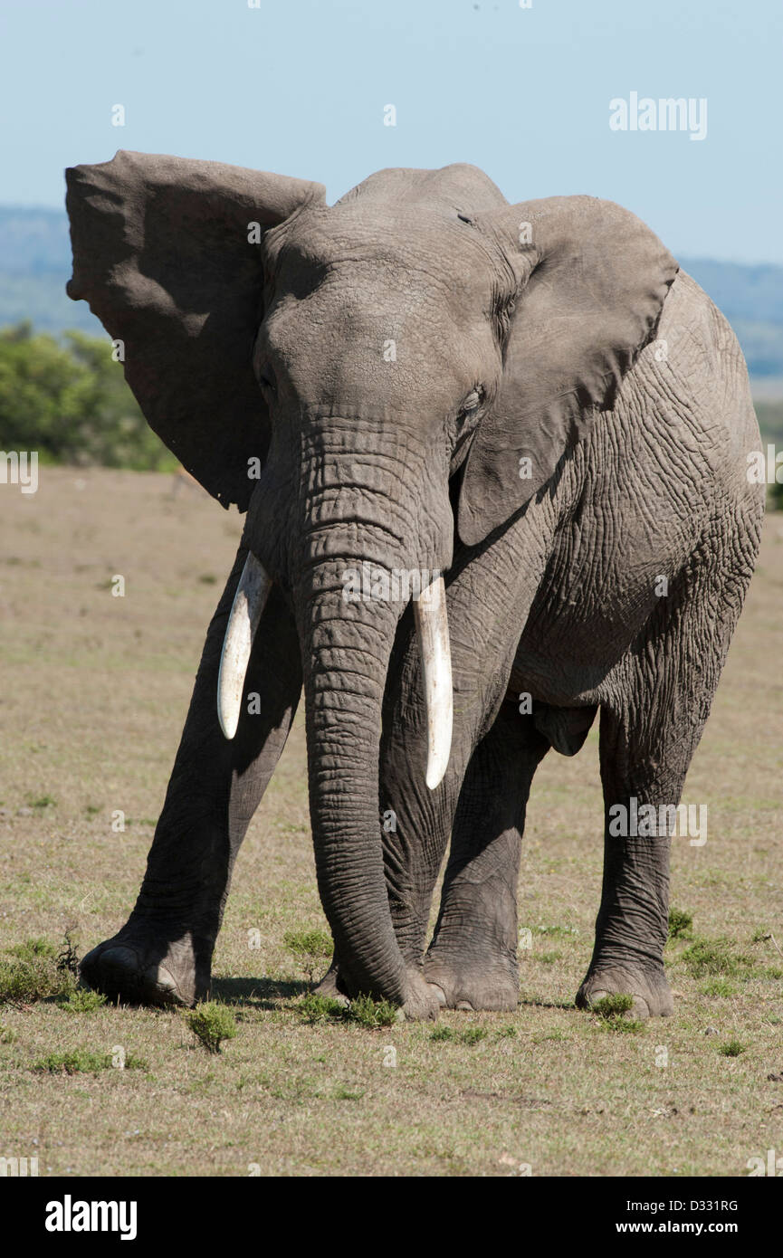 L'éléphant africain (Loxodonta africana africana), Maasai Mara National Reserve, Kenya Banque D'Images