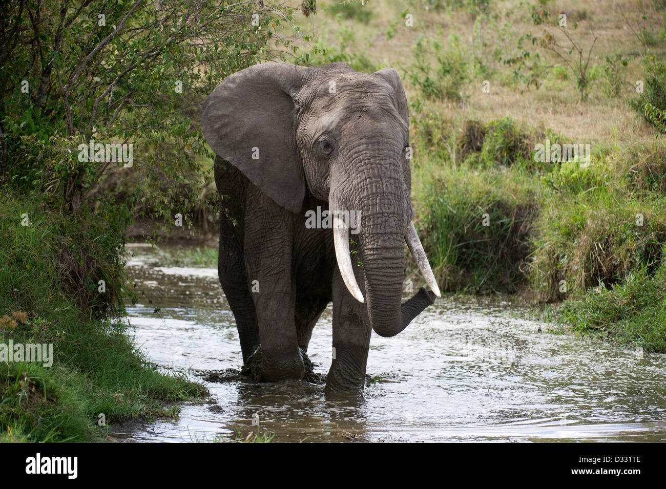 L'éléphant africain (Loxodonta africana africana), Maasai Mara National Reserve, Kenya Banque D'Images