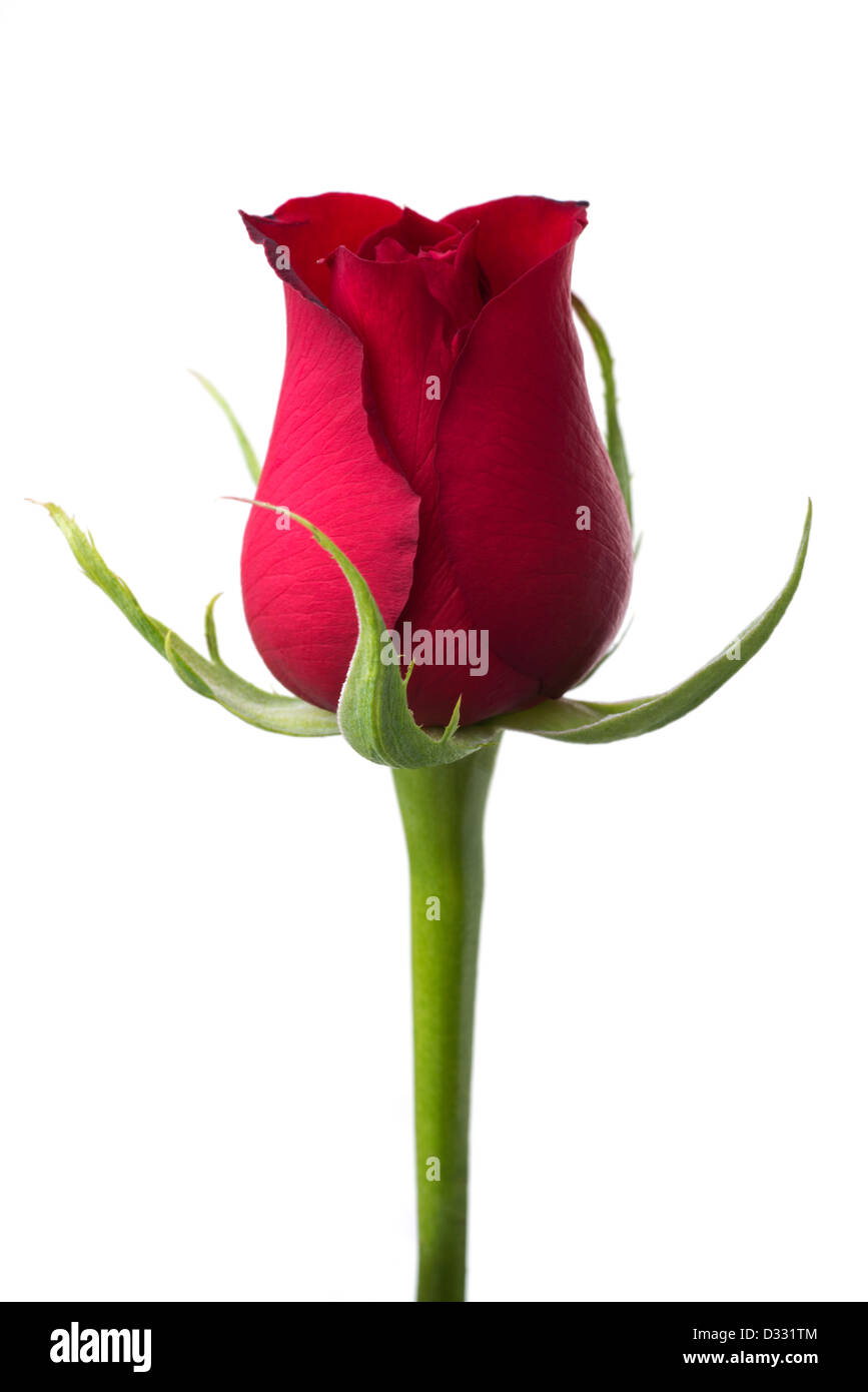 Fleurs : rose rouge, isolé sur fond blanc Banque D'Images