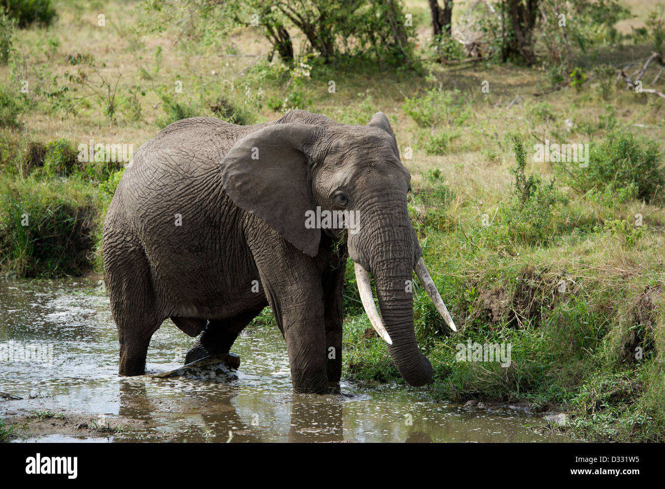 L'éléphant africain (Loxodonta africana africana), Maasai Mara National Reserve, Kenya Banque D'Images