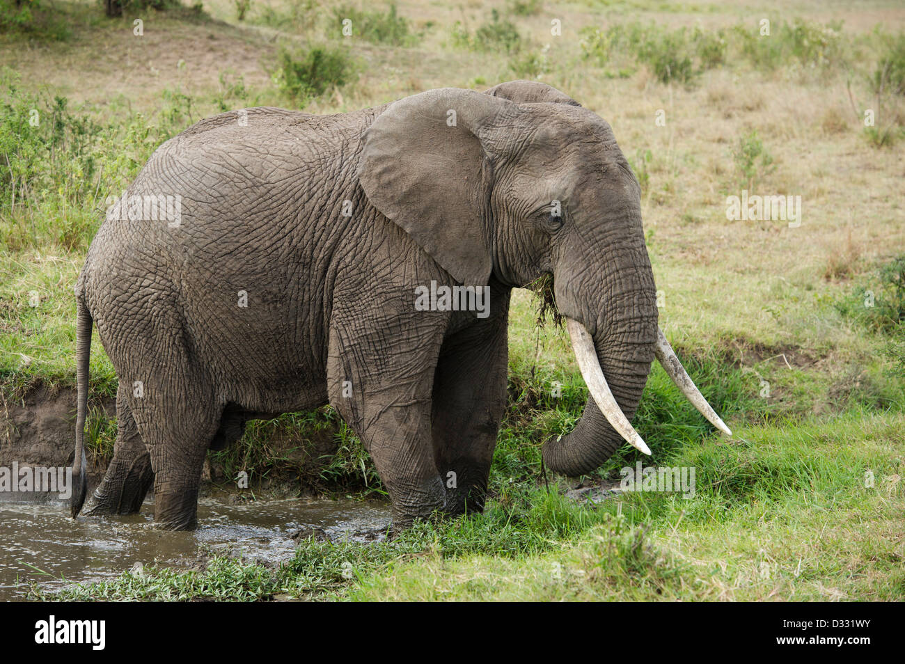 L'éléphant africain (Loxodonta africana africana), Maasai Mara National Reserve, Kenya Banque D'Images