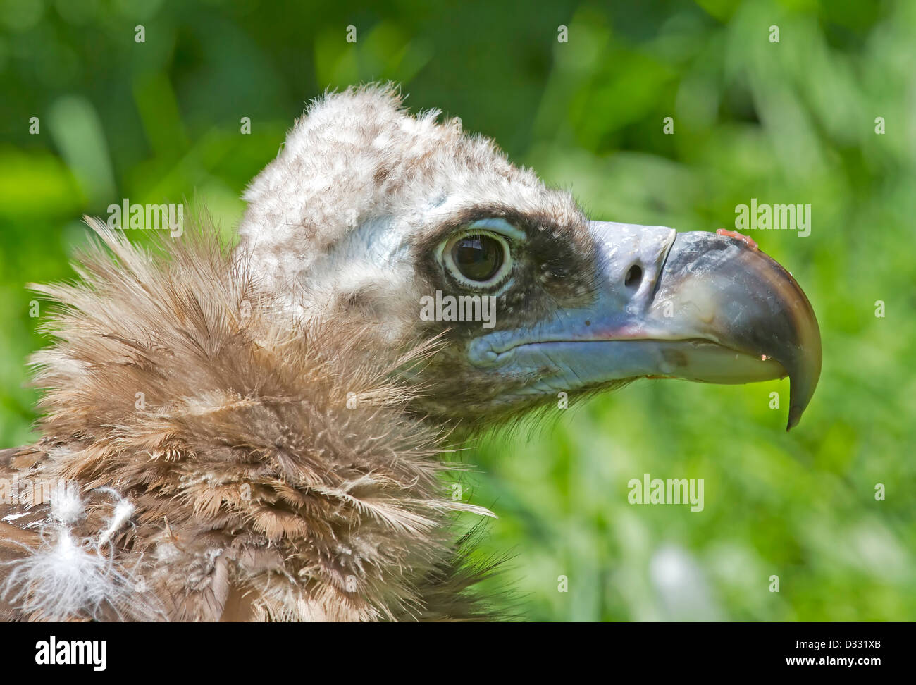 Portrait d'un Cinereous Vulture / Platycnemis monachus Banque D'Images