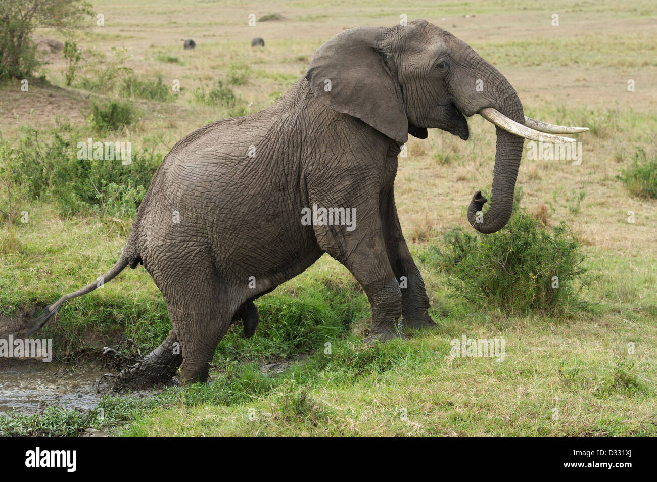 L'éléphant africain (Loxodonta africana africana), Maasai Mara National Reserve, Kenya Banque D'Images