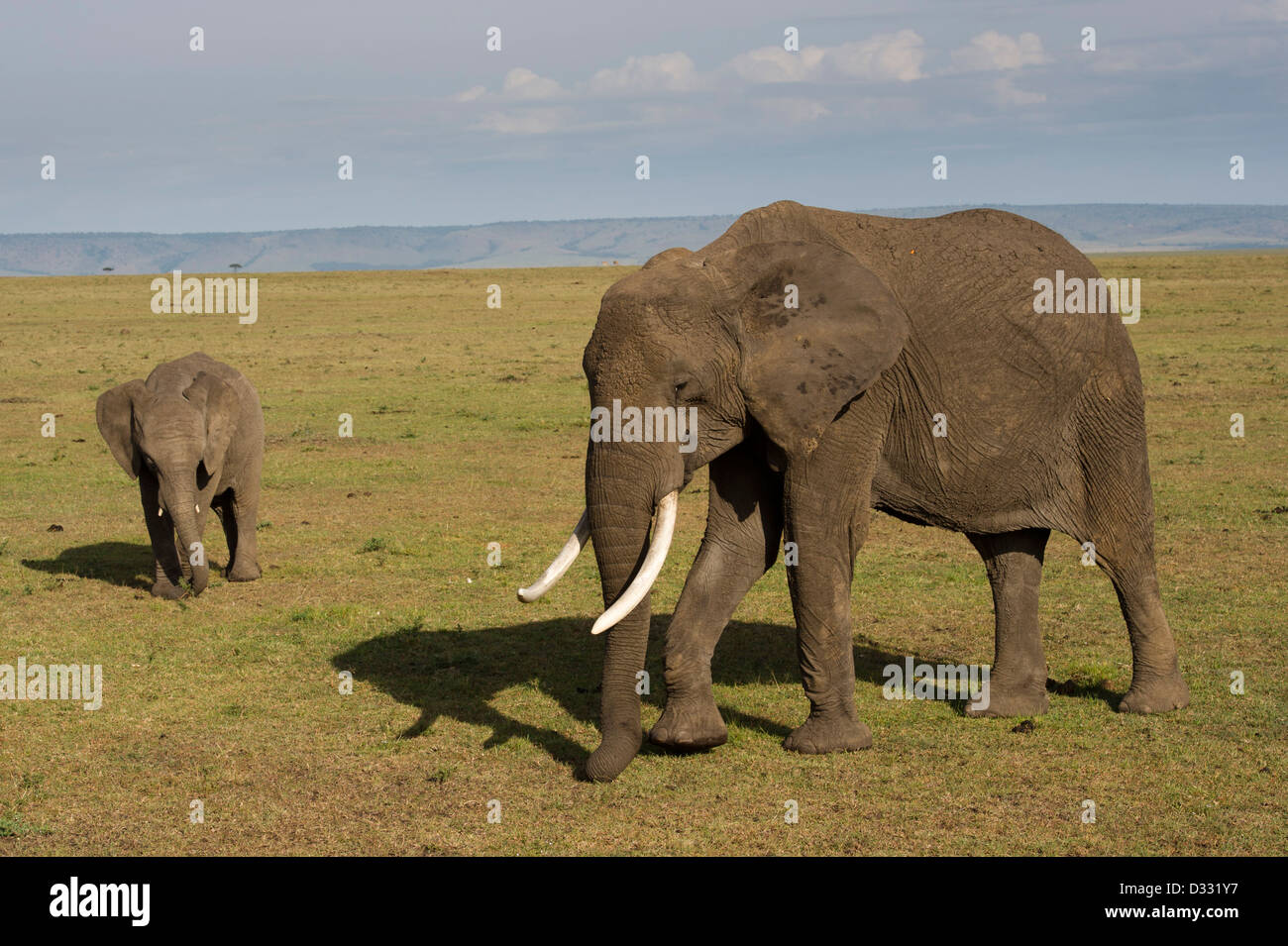 L'éléphant africain (Loxodonta africana africana), Maasai Mara National Reserve, Kenya Banque D'Images