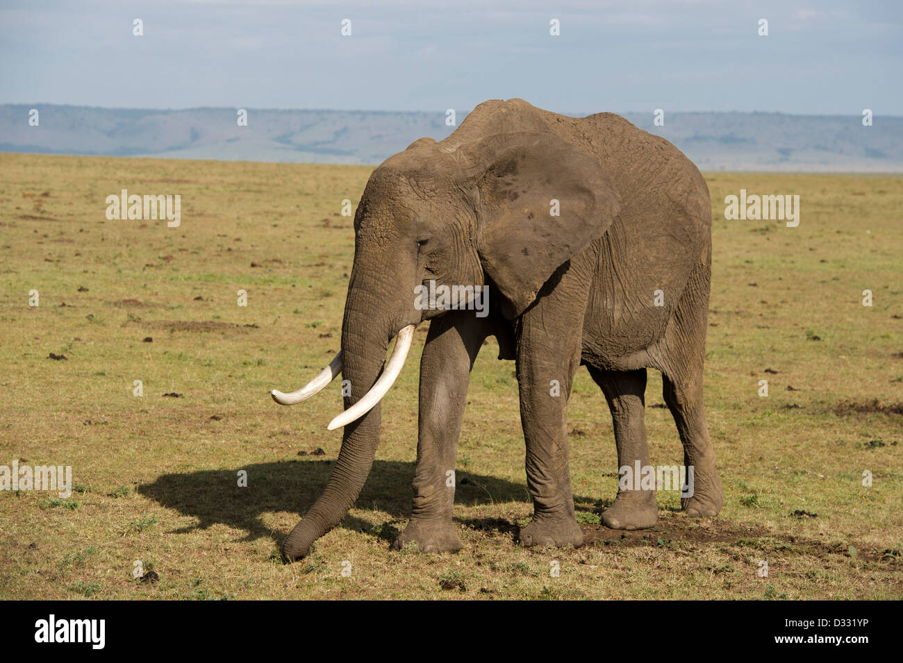 L'éléphant africain (Loxodonta africana africana), Maasai Mara National Reserve, Kenya Banque D'Images
