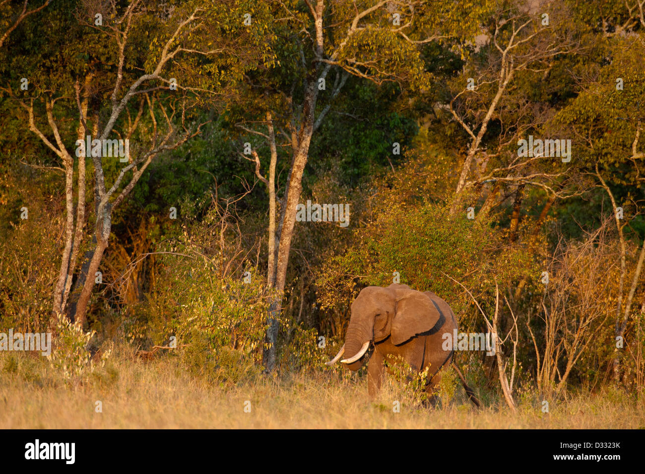 L'éléphant africain (Loxodonta africana africana), Maasai Mara National Reserve, Kenya Banque D'Images