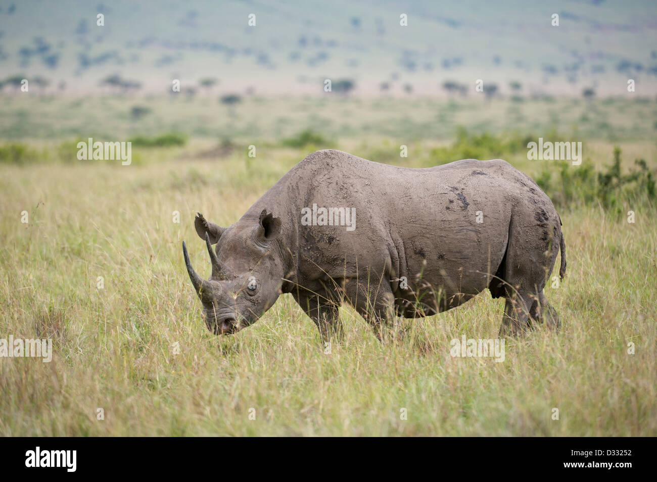 Le rhinocéros noir (Diceros bicornis), Maasai Mara National Reserve, Kenya Banque D'Images