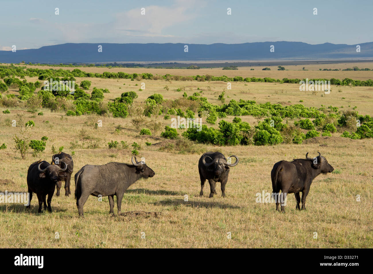 Buffalo (Syncerus caffer caffer), Maasai Mara National Reserve, Kenya Banque D'Images