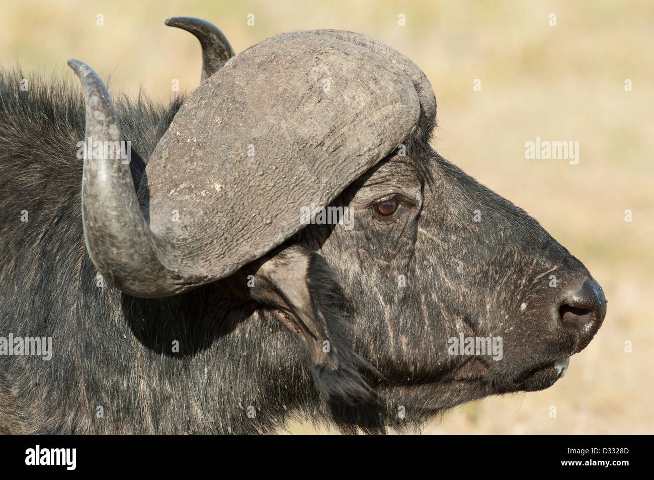 Buffalo (Syncerus caffer caffer), Maasai Mara National Reserve, Kenya Banque D'Images