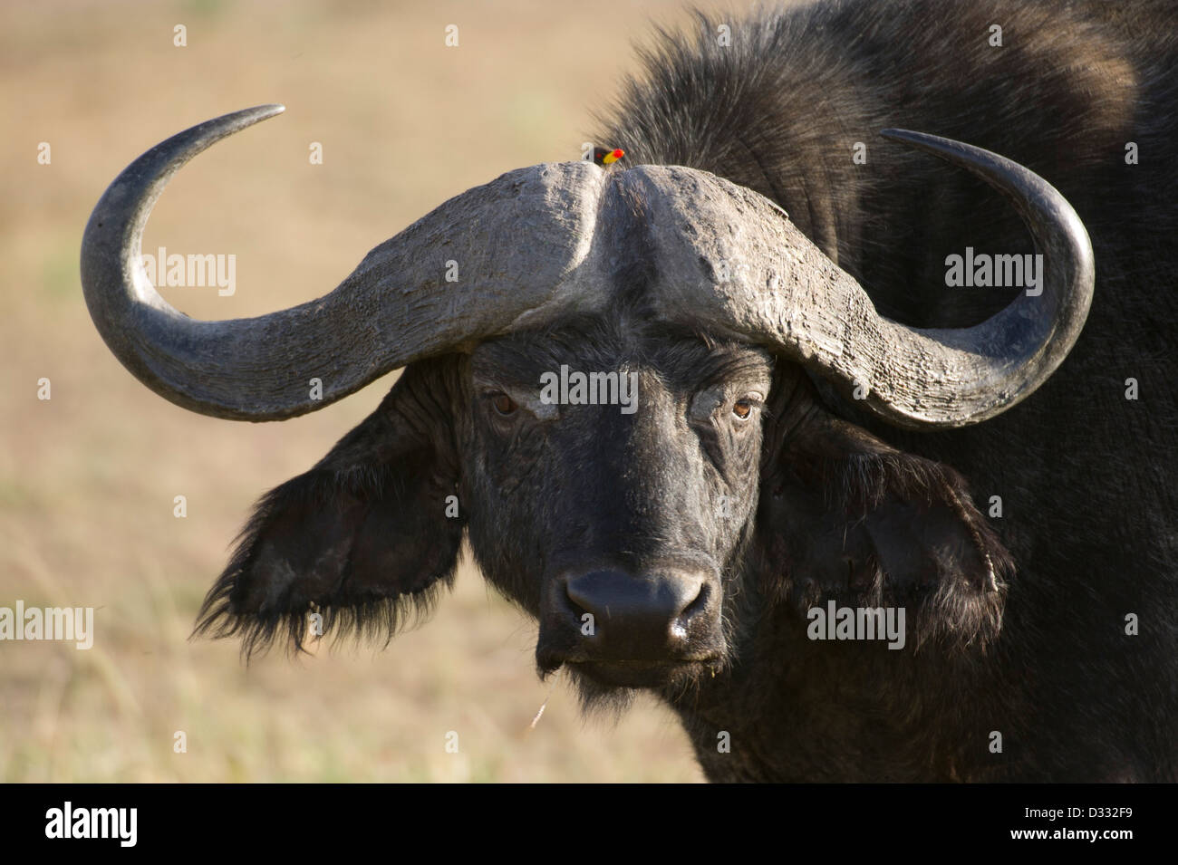 Buffalo (Syncerus caffer caffer), Maasai Mara National Reserve, Kenya Banque D'Images