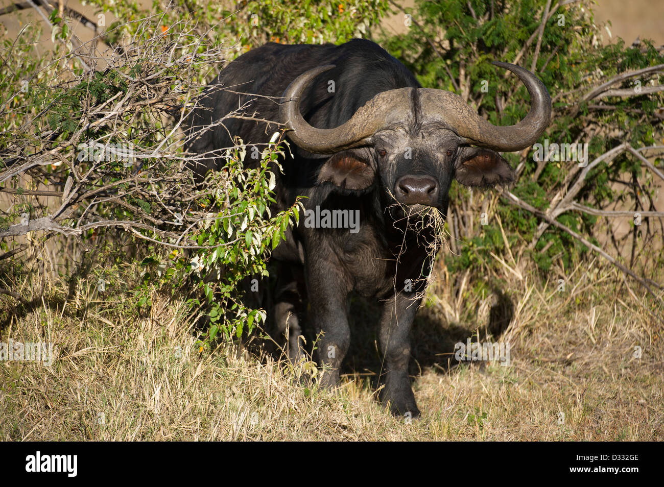 Buffalo (Syncerus caffer caffer), Maasai Mara National Reserve, Kenya Banque D'Images