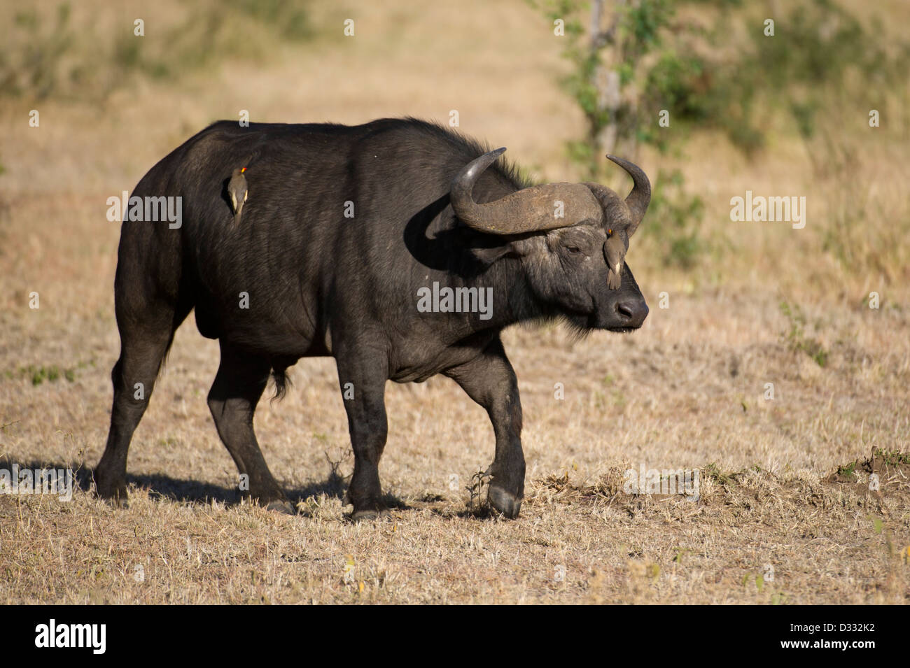 Buffalo (Syncerus caffer caffer), Maasai Mara National Reserve, Kenya Banque D'Images
