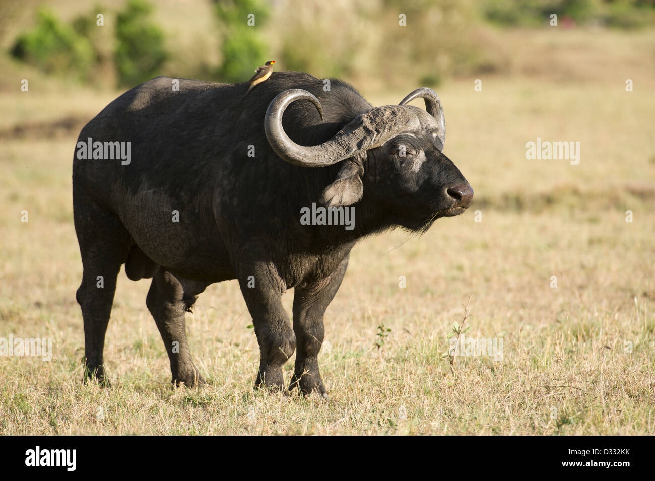 Buffalo (Syncerus caffer caffer), Maasai Mara National Reserve, Kenya Banque D'Images