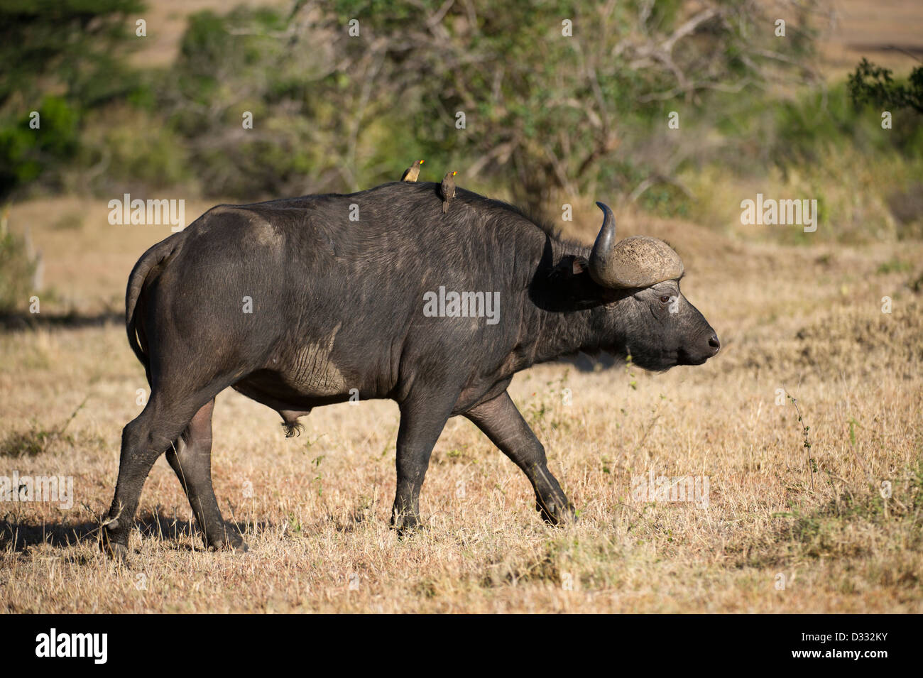 Buffalo (Syncerus caffer caffer), Maasai Mara National Reserve, Kenya Banque D'Images
