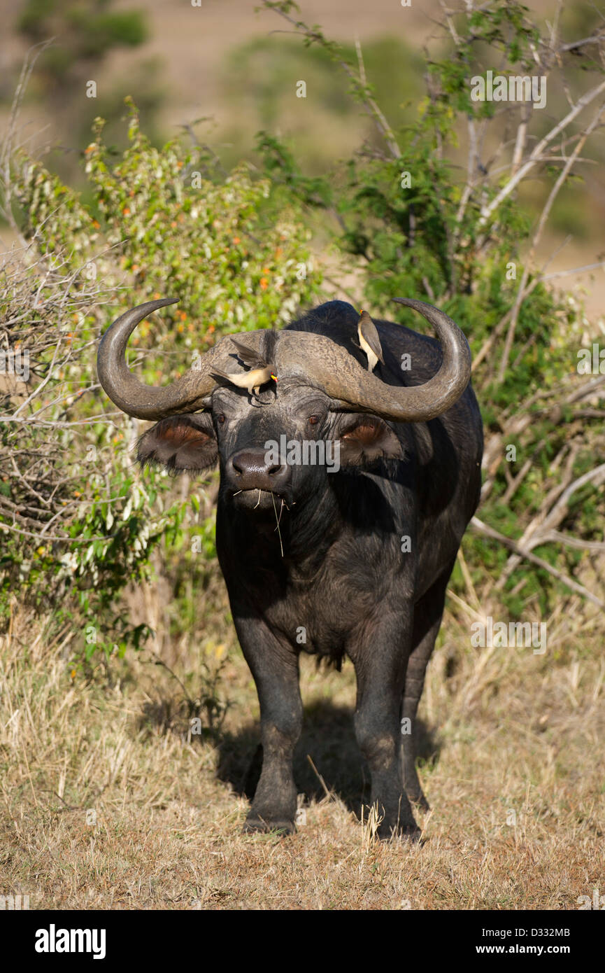 Buffalo (Syncerus caffer caffer), Maasai Mara National Reserve, Kenya Banque D'Images
