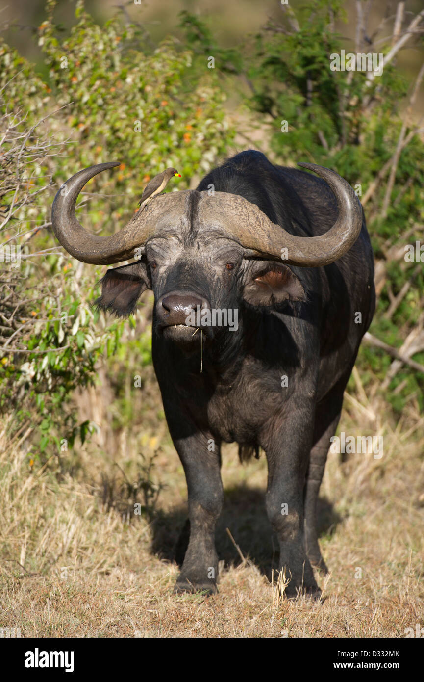 Buffalo (Syncerus caffer caffer), Maasai Mara National Reserve, Kenya Banque D'Images