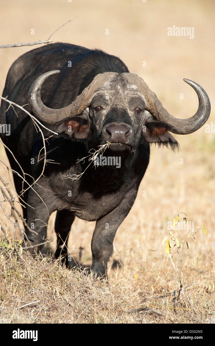 Buffalo (Syncerus caffer caffer), Maasai Mara National Reserve, Kenya Banque D'Images