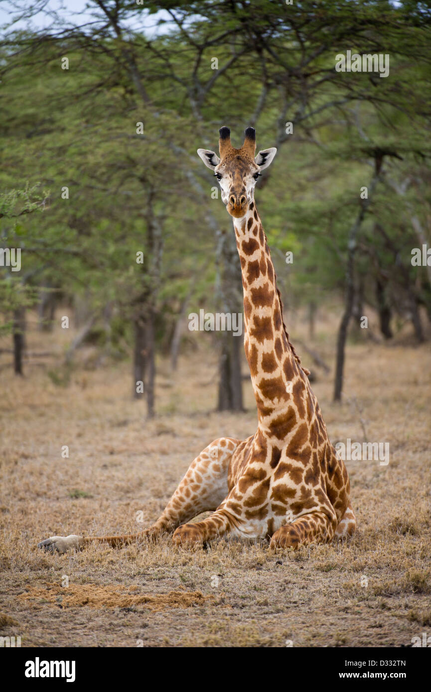 Maasai Girafe (Giraffa camelopardalis tippelskirchi), Maasai Mara National Reserve, Kenya Banque D'Images