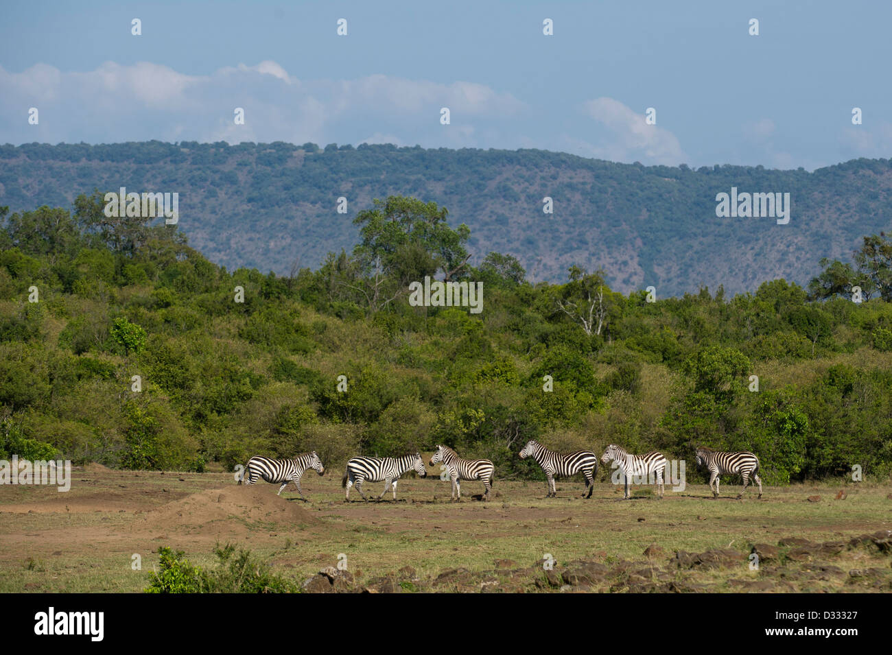 Le zèbre de Burchell (Equus burchellii), Maasai Mara National Reserve, Kenya Banque D'Images