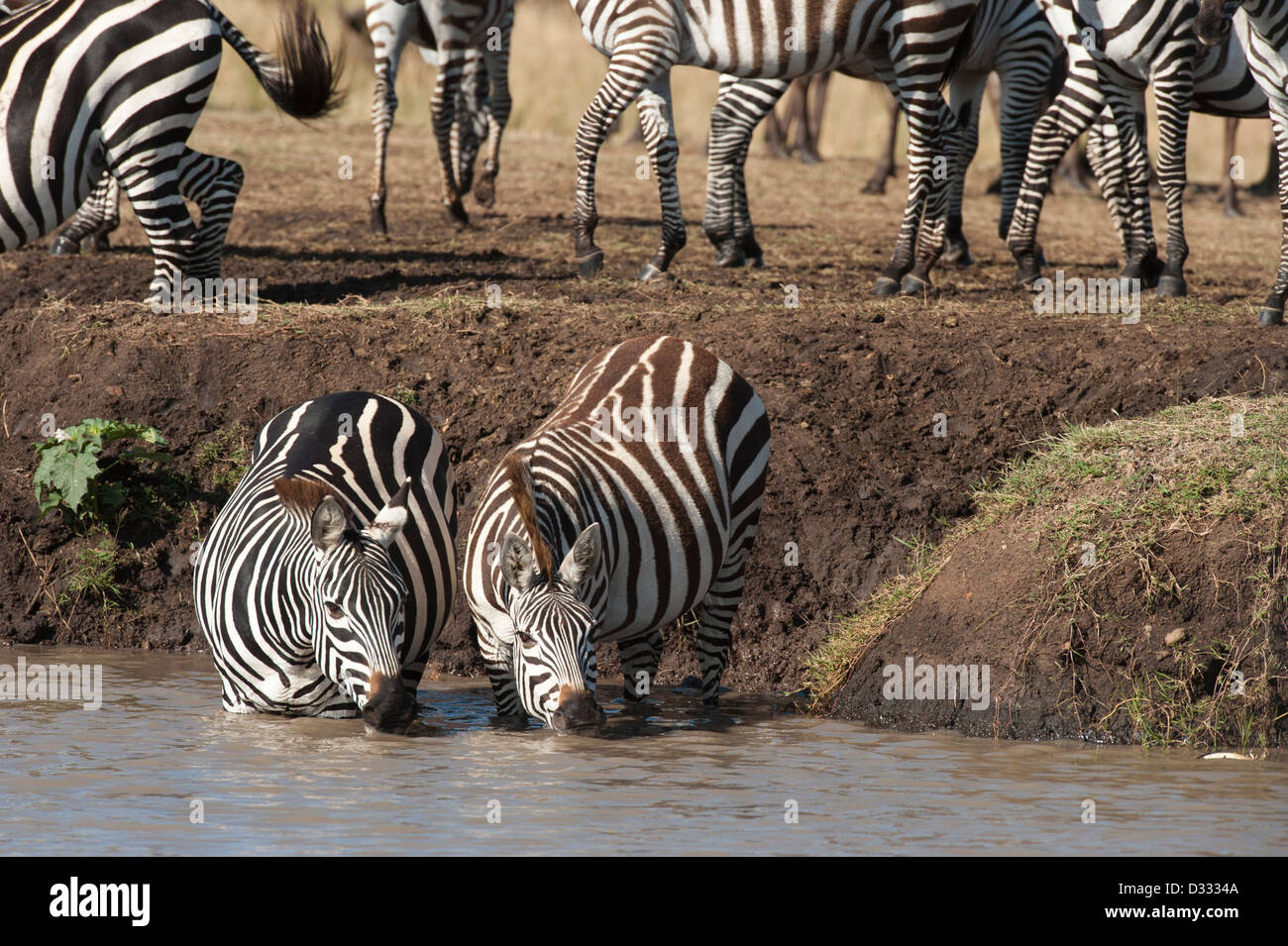 Le zèbre de Burchell (Equus burchellii potable), Maasai Mara National Reserve, Kenya Banque D'Images