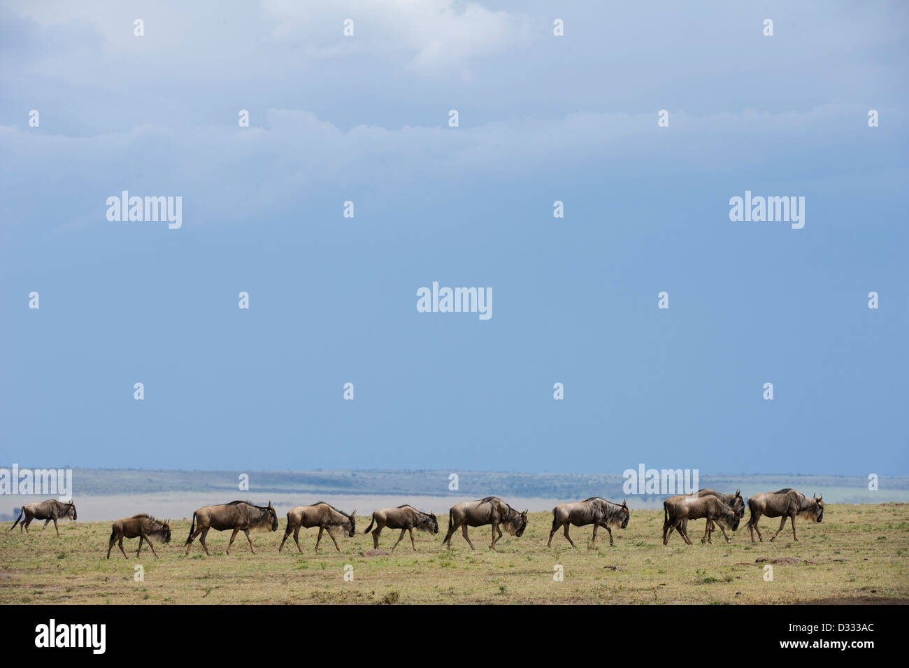 Le Gnou bleu (Connochaetes taurinus), Maasai Mara National Reserve, Kenya Banque D'Images