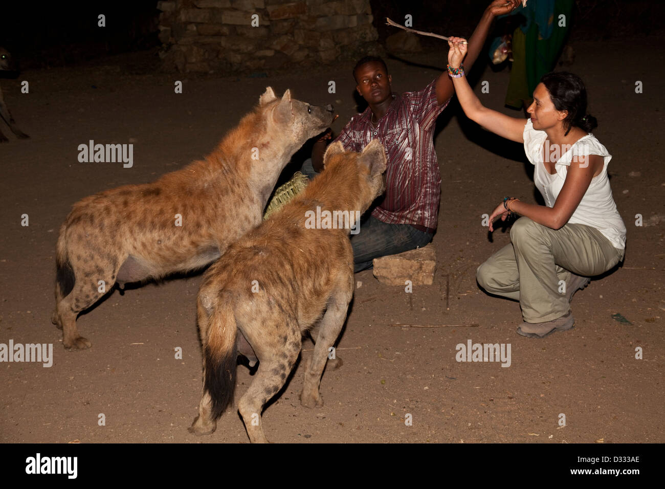 Alimentation touristiques les hyènes, Harar, Ethiopie Banque D'Images