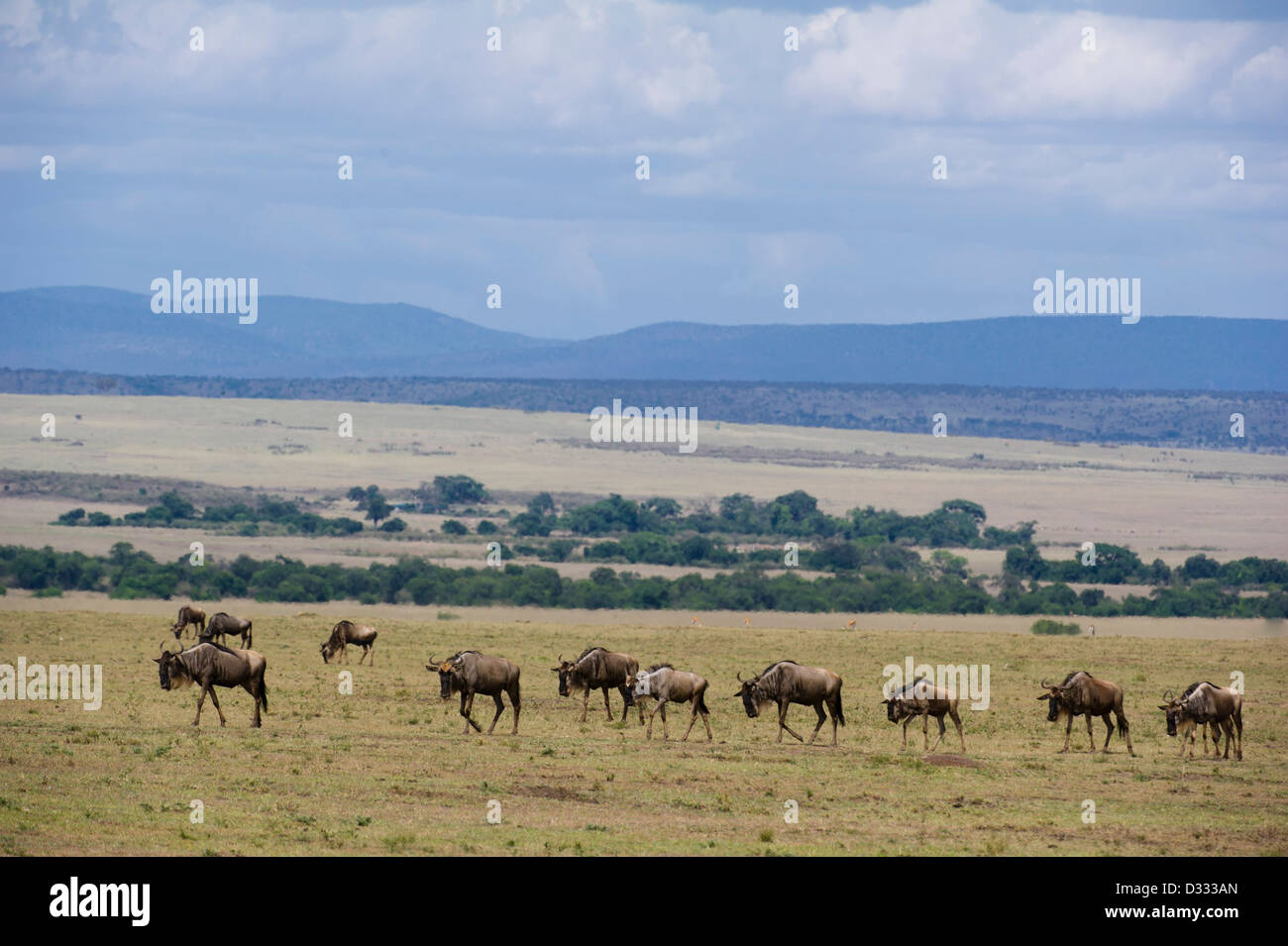 Le Gnou bleu (Connochaetes taurinus), Maasai Mara National Reserve, Kenya Banque D'Images