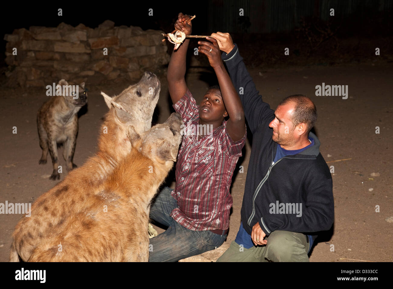Alimentation touristiques les hyènes, Harar, Ethiopie Banque D'Images