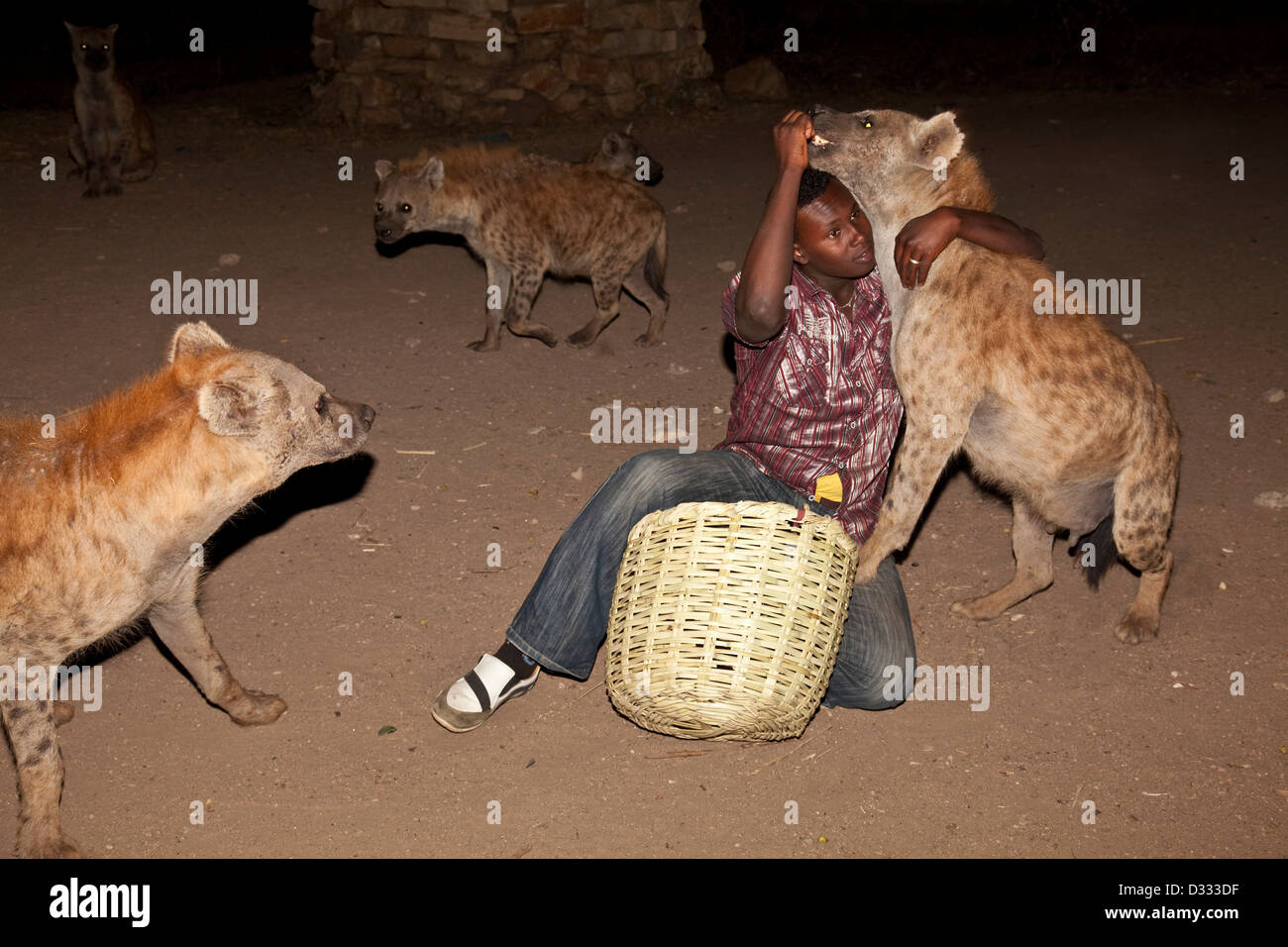 L'alimentation de l'homme locales les hyènes, Harar, Ethiopie Banque D'Images