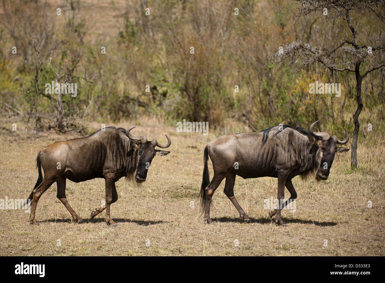 Le Gnou bleu (Connochaetes taurinus), Maasai Mara National Reserve, Kenya Banque D'Images