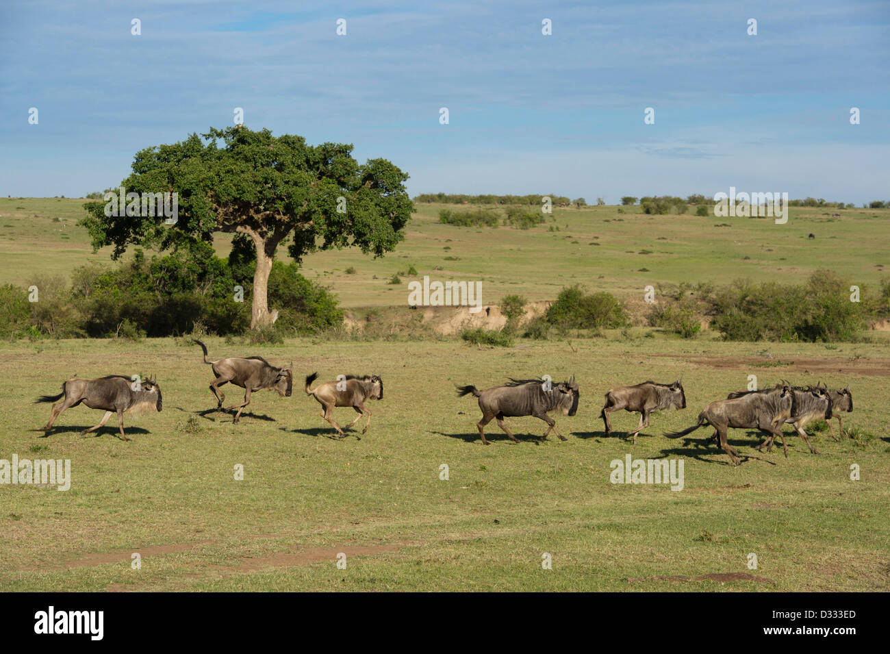 Le Gnou bleu (Connochaetes taurinus), Maasai Mara National Reserve, Kenya Banque D'Images