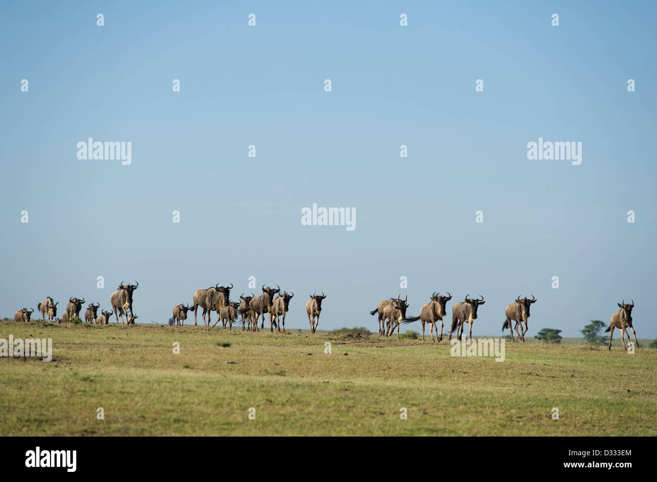 Le Gnou bleu (Connochaetes taurinus), Maasai Mara National Reserve, Kenya Banque D'Images