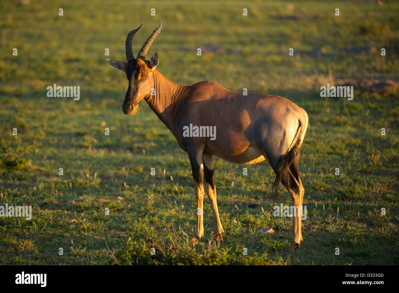 Topi (Damaliscus lunatus jimela), Maasai Mara National Reserve, Kenya Banque D'Images
