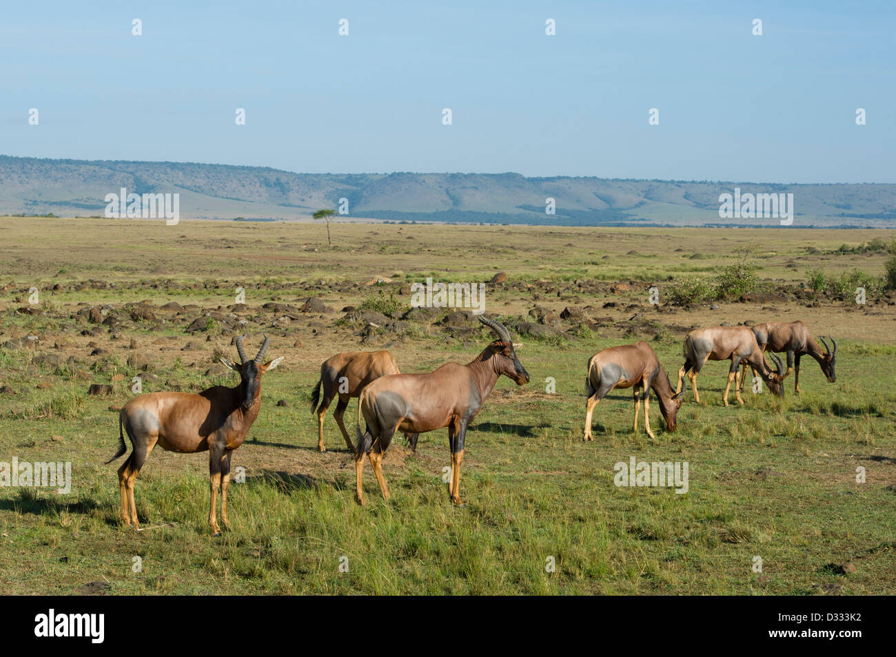 Topi (Damaliscus lunatus jimela), Maasai Mara National Reserve, Kenya Banque D'Images