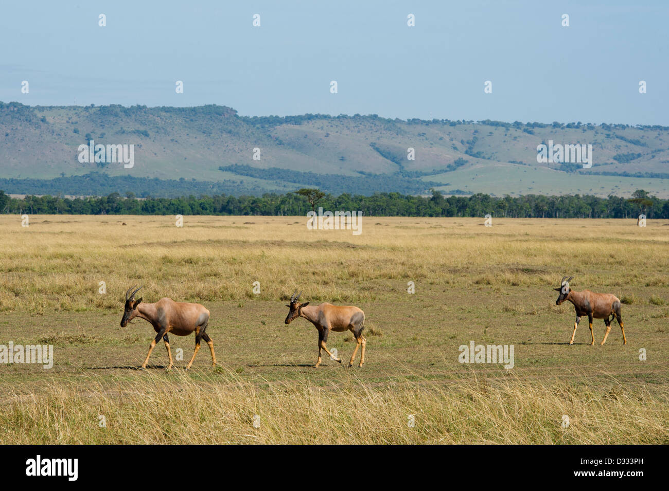 Topi (Damaliscus lunatus jimela), Maasai Mara National Reserve, Kenya Banque D'Images