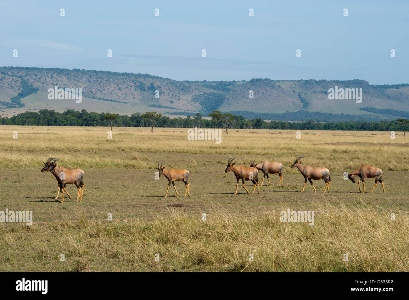 Topi (Damaliscus lunatus jimela), Maasai Mara National Reserve, Kenya Banque D'Images