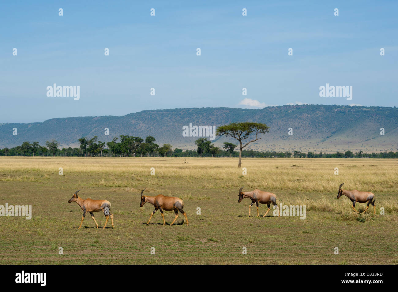 Topi (Damaliscus lunatus jimela), Maasai Mara National Reserve, Kenya Banque D'Images