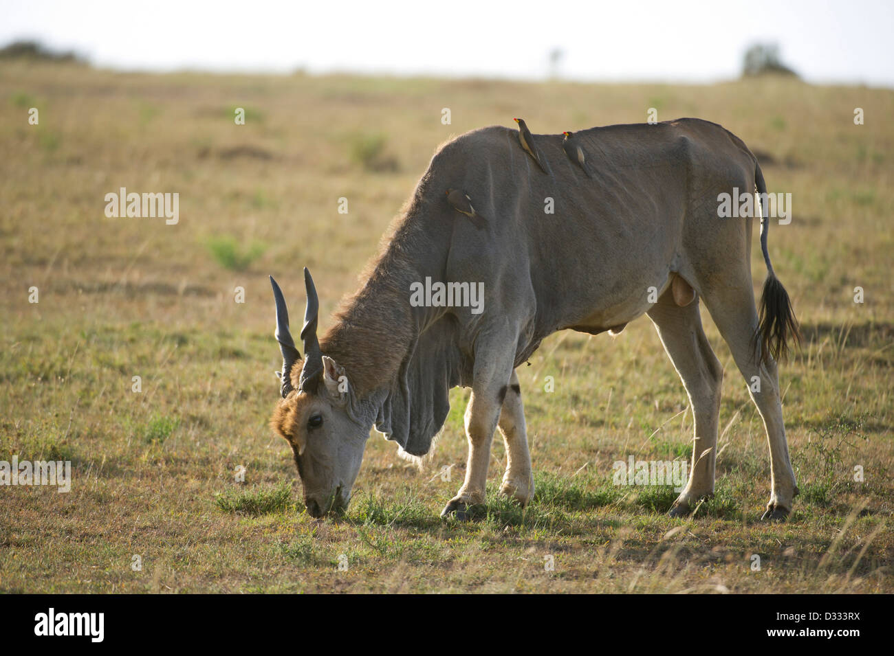 (Tragelaphus oryx éland commun), Maasai Mara National Reserve, Kenya Banque D'Images